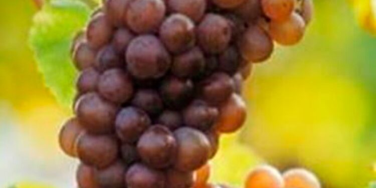 Pinot grigio, il vino più esportato