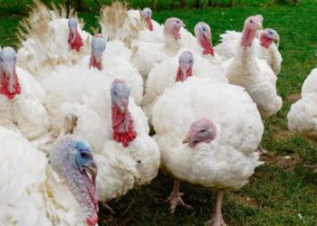 Aviaria, contagiato un allevamento nella Bassa friulana