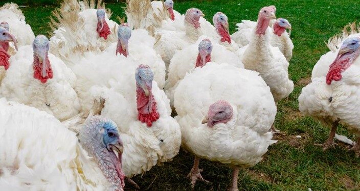 Aviaria, contagiato un allevamento nella Bassa friulana