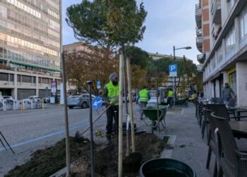 Arrivano gli alberi di pero in Viale Leopardi