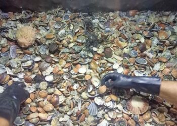 Crisi climatica, sparite le vongole. Fasolari ridotti del 90%