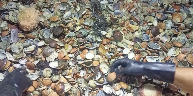 Crisi climatica, sparite le vongole. Fasolari ridotti del 90%