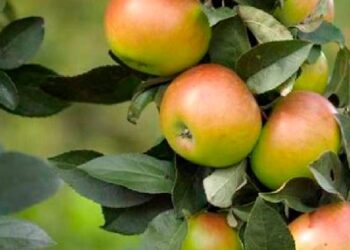 Valli del Torre e del Natisone. Frutta autoctona, si mira a valorizzarla