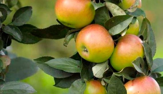 Valli del Torre e del Natisone. Frutta autoctona, si mira a valorizzarla