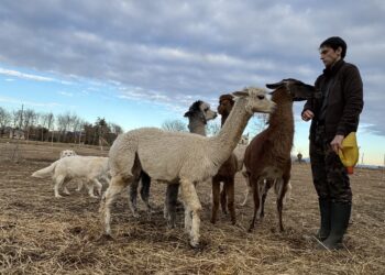 Il sogno realizzato del 21enne Federico. Un allevamento di alpaca a Flaibano