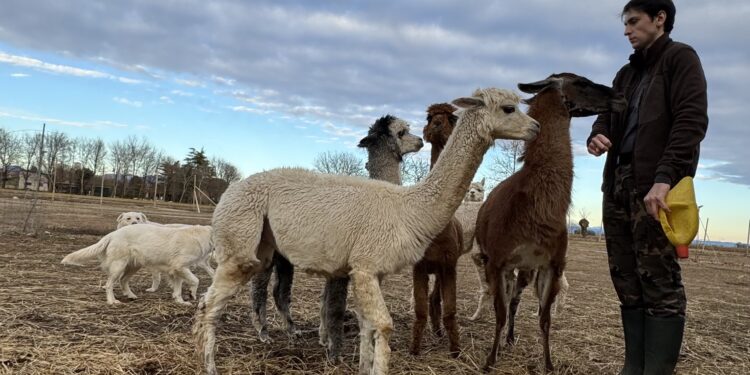 Il sogno realizzato del 21enne Federico. Un allevamento di alpaca a Flaibano