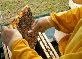 Miele, anno disastroso. Acacia, zero produzione
