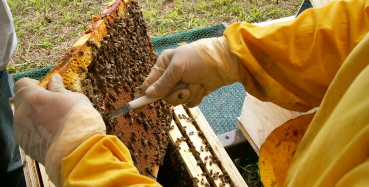 Miele, anno disastroso. Acacia, zero produzione