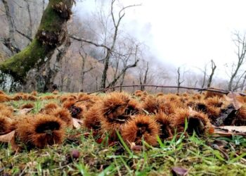 Castanicoltura nelle Valli, contributi per la salvaguardia