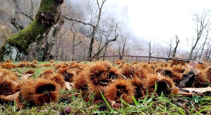 Castanicoltura nelle Valli, contributi per la salvaguardia