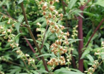 Università. Dalle piante alpine, estratti per rallentare l’irrancidimento degli alimenti