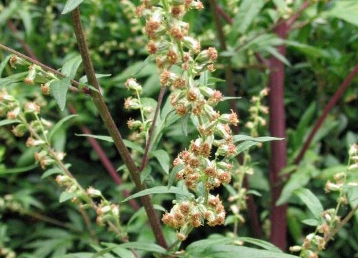 Università. Dalle piante alpine, estratti per rallentare l’irrancidimento degli alimenti