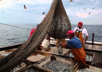 Grado e Marano. Pescatori e venditori di pesce, mercurio nei loro capelli. Parla l’esperto