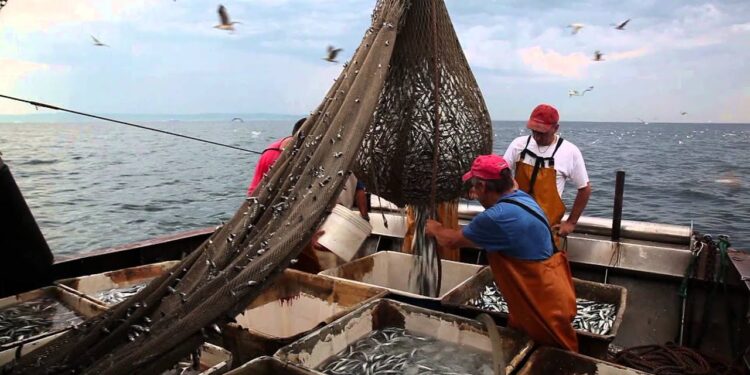 Grado e Marano. Pescatori e venditori di pesce, mercurio nei loro capelli. Parla l’esperto