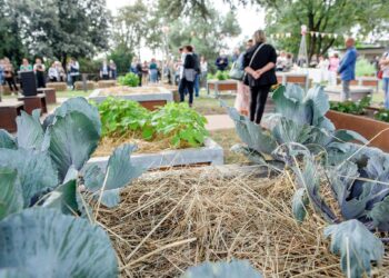 Muzzana del Turgnano. “Abc della potatura”, corso per apprendisti agricoltori