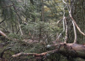 La polverizzazione fondiaria rende ingestibile la metà dei boschi friulani