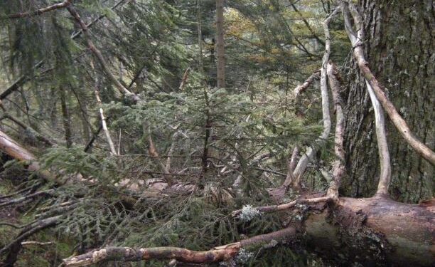 La polverizzazione fondiaria rende ingestibile la metà dei boschi friulani