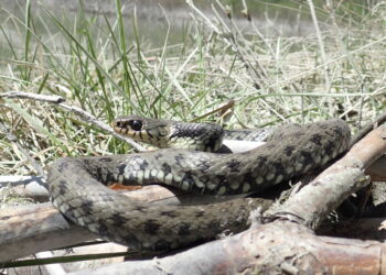 Occhi aperti: salgono le temperature e i rettili fanno capolino