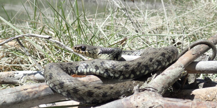 Occhi aperti: salgono le temperature e i rettili fanno capolino
