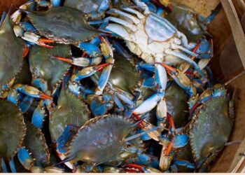 Marano e Grado. Allarme granchio blu: «Grossi danni a molluschi e reti»