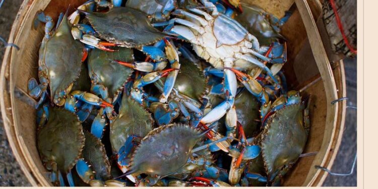 Marano e Grado. Allarme granchio blu: «Grossi danni a molluschi e reti»