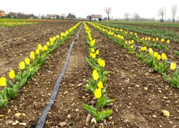 Roveredo di Varmo. 25 mila tulipani, in Friuli un pezzo di Olanda