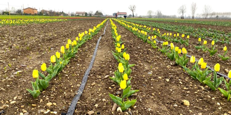 Roveredo di Varmo. 25 mila tulipani, in Friuli un pezzo di Olanda