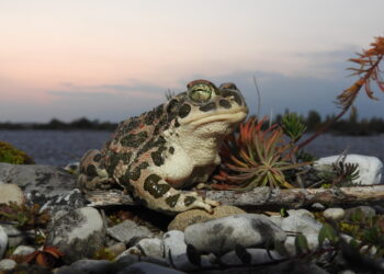 Si risvegliano gli anfibi, attenzione sulle strade