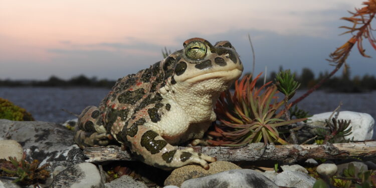 Si risvegliano gli anfibi, attenzione sulle strade