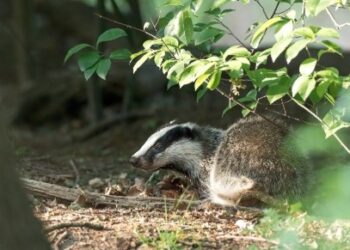 I carnivori mettono su famiglia. Ecco come riconoscere le loro tane