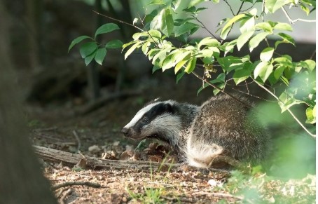I carnivori mettono su famiglia. Ecco come riconoscere le loro tane
