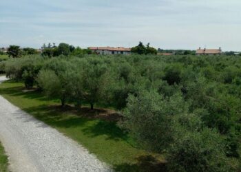 Il riconoscimento. Castions di Strada è “Città dell’olio”