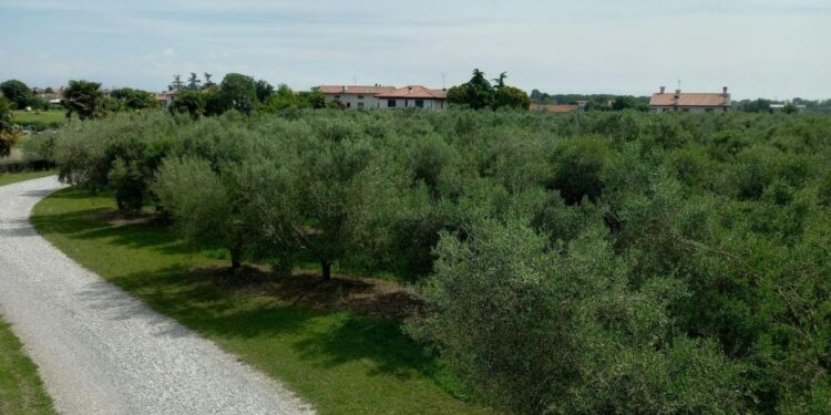 Il riconoscimento. Castions di Strada è “Città dell’olio”