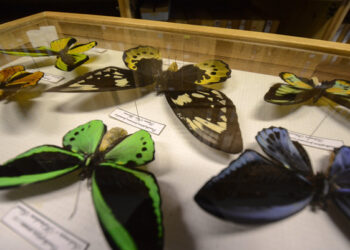 Bordano. Nuova sede per il Museo delle Farfalle, Falene e Forme alate