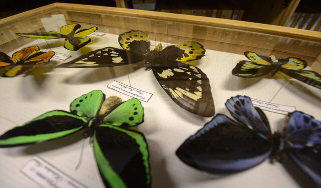 Bordano. Nuova sede per il Museo delle Farfalle, Falene e Forme alate