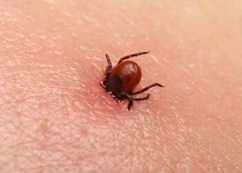 Sempre più zecche in Fvg. Il consiglio è vaccinarsi