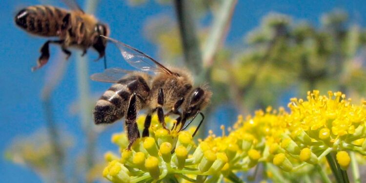 A Santa Maria la Longa tre “oasi fiorite”. Sabato 17 evento con gli apicoltori