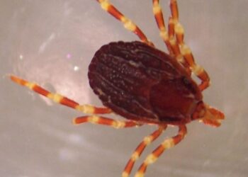 Sul Carso avvistata la zecca marginata, nuova specie per l’ambiente locale