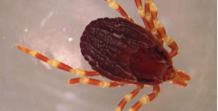 Sul Carso avvistata la zecca marginata, nuova specie per l’ambiente locale