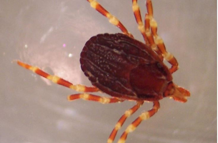 Sul Carso avvistata la zecca marginata, nuova specie per l'ambiente locale  | La Vita Cattolica