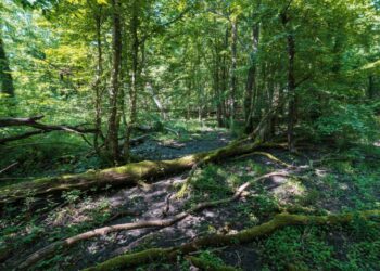 L’incanto del Bosco Sacile, ultimo baluardo della Silva Lupanica