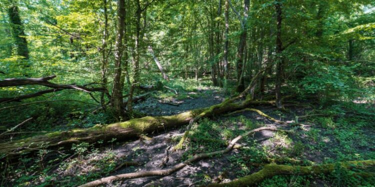 L’incanto del Bosco Sacile, ultimo baluardo della Silva Lupanica