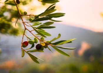 In Friuli cresce la produzione d’olio extra vergine d’oliva