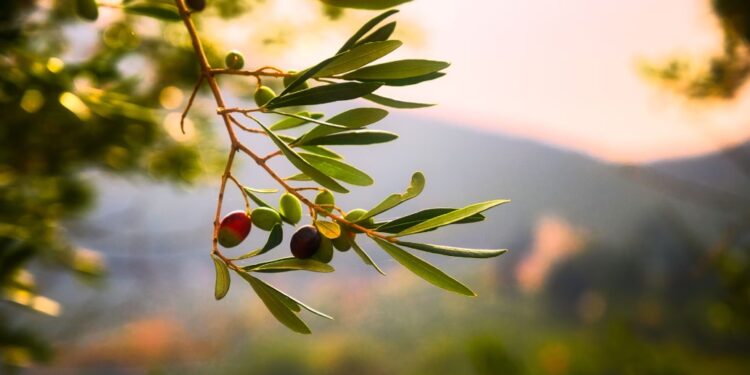 In Friuli cresce la produzione d’olio extra vergine d’oliva