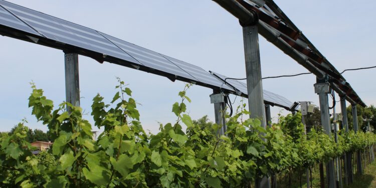 Palazzolo dello Stella. Sistema agrivoltaico unico in Europa