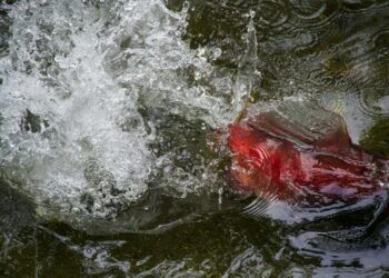Abdeldayem si tuffa nel lago dei Tre Comuni e salva un uomo