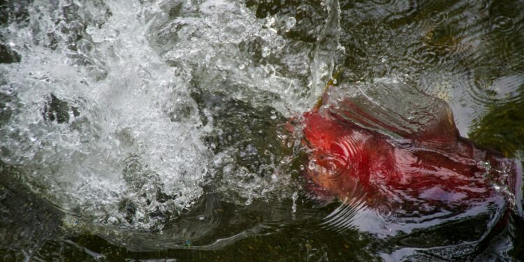 Abdeldayem si tuffa nel lago dei Tre Comuni e salva un uomo