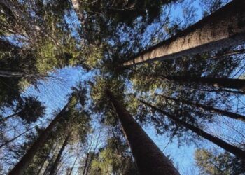 In Fvg uno studio per preservare il dna degli alberi monumentali