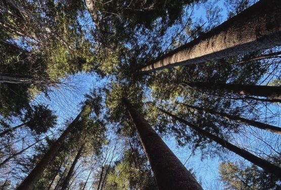 In Fvg uno studio per preservare il dna degli alberi monumentali