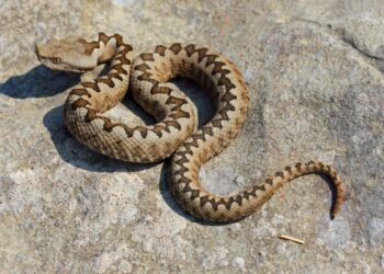 Vipere, ben tre specie in Fvg. Anche nella stessa tana